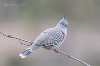 crested pigeon 3190a