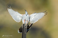 crested pigeon 3788 CLONED