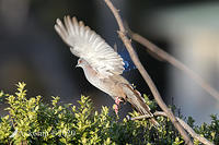 crested pigeon 3823