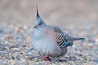 crested pigeon 7813