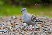 crested pigeon 7995