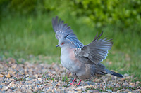 crested pigeon 8217