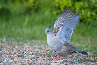 crested pigeon 8218