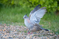 crested pigeon 8219