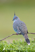 crested pigeon 8238a