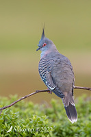 crested pigeon 8239