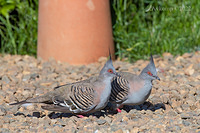 crested pigeon 8865