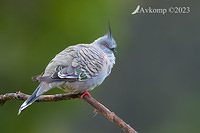 crested pigeon 9116