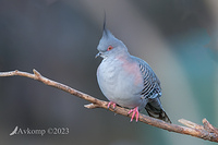 crested pigeon 9834