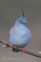 crested pigeon 9835