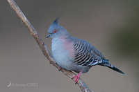 crested pigeon 9837