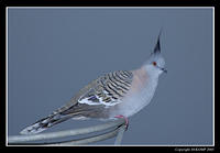 crested-pigeon-9a