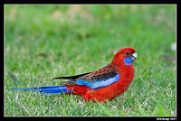 crimson rosella 4