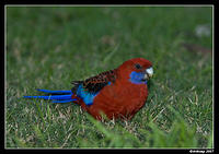 crimson rosella 6