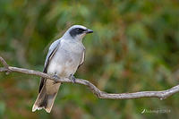 cuckoo shrike 0853