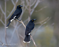 currawong 10296