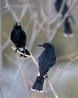 currawong 10299