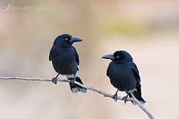 currawong 10127