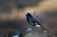 currawong 10426