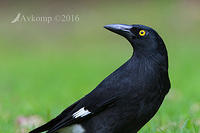 currawong 10505