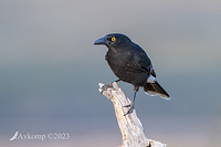 currawong 10724