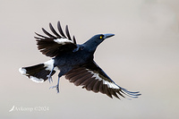 currawong 11755