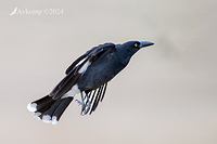 currawong 11756