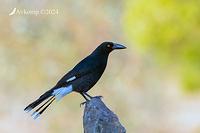 currawong 11774