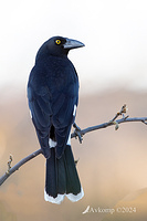 currawong 11829