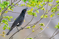 currawong 12050