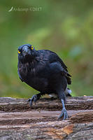 currawong 13224