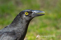 currawong 16977