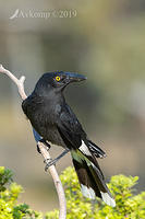 currawong 2421