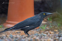 currawong 2936