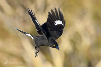 currawong 3896