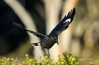 currawong 3951