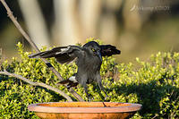 currawong 3953