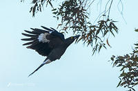 currawong 3977