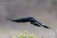 currawong 3989