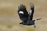 currawong 4111