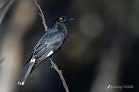 currawong 4177