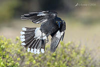 currawong 4179