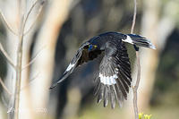 currawong 4213