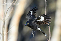 currawong 4214