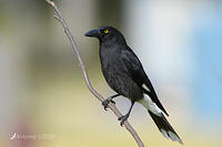 currawong 4389