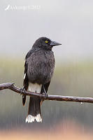 currawong 5805