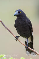 currawong 6185