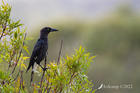 currawong 6806