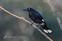 currawong 7255