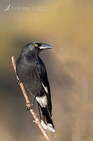 currawong 7322